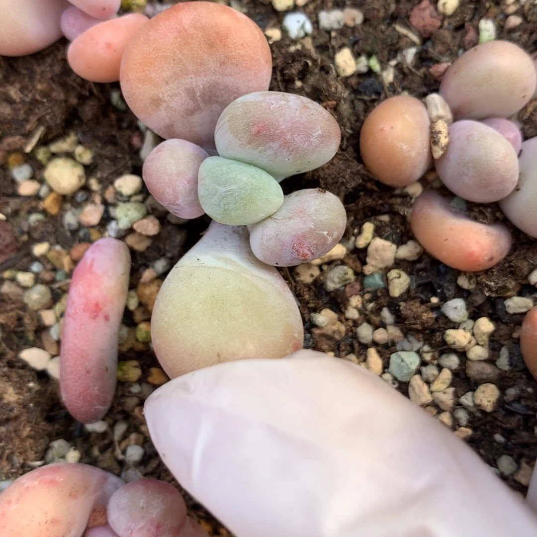 橙雪球微瑕橙雪球