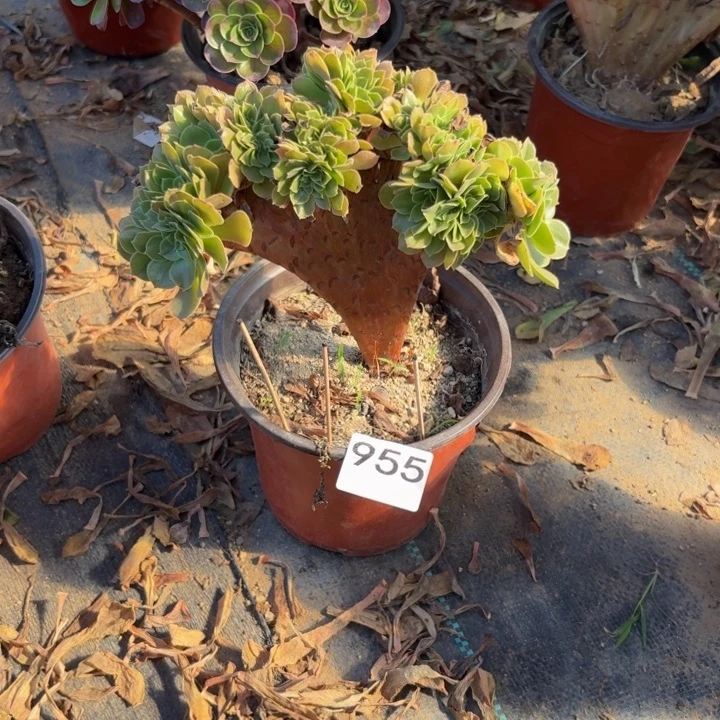 夏***兰玫瑰缀多肉植物不包损955