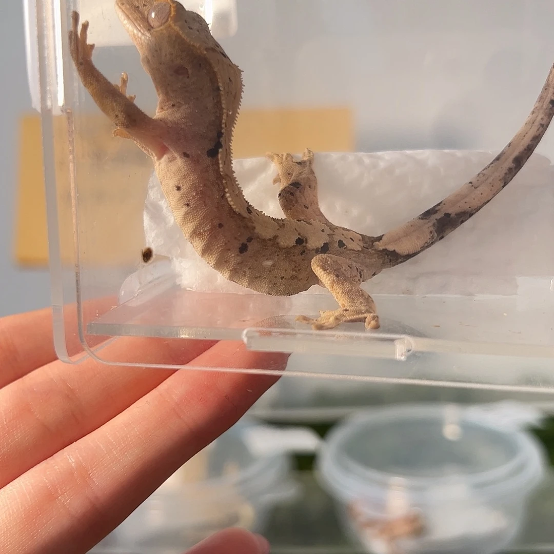 睫角守宫睫角守宫一物一图