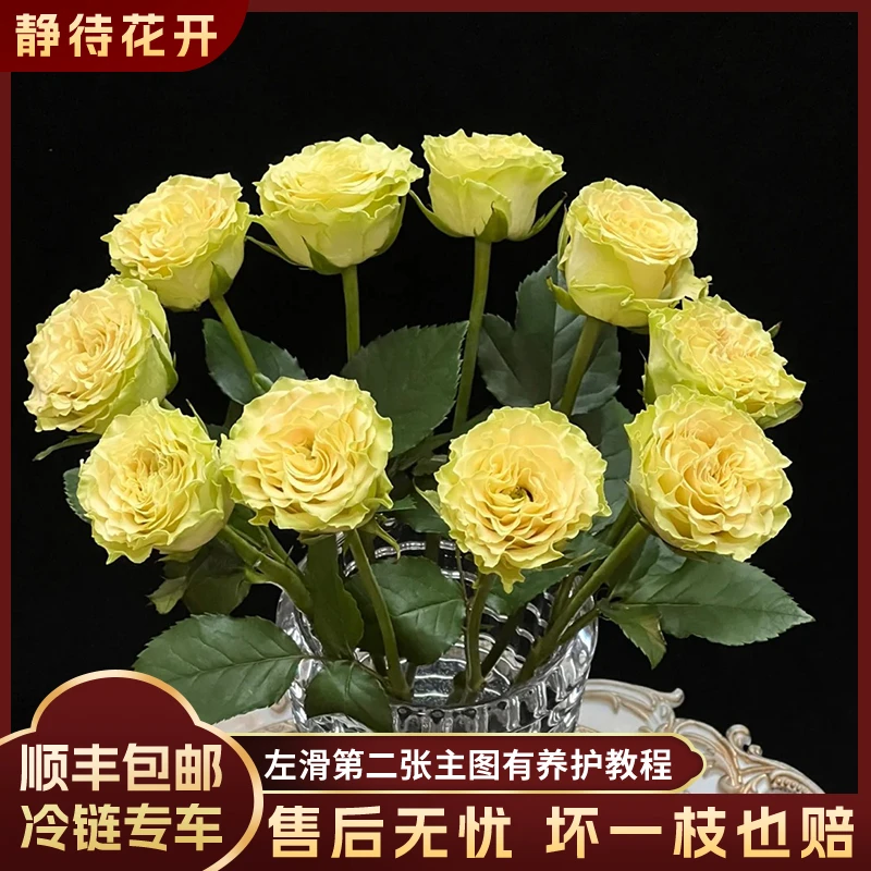 【静待花开】上官婉儿-A级单头玫瑰 云南鲜花斗南花卉顺丰京东包邮