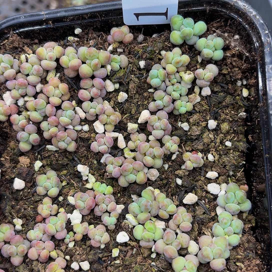 多肉植物多肉植物120