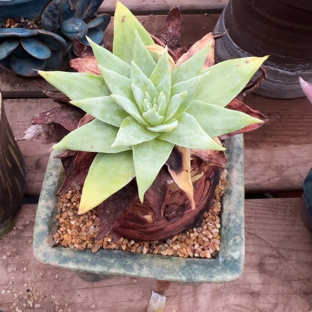 3531绿雪山仙女杯