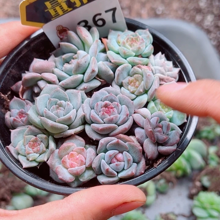 多肉植物多肉植物