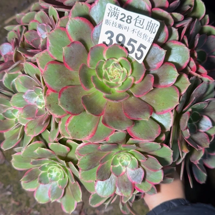 3955花妖多肉植物