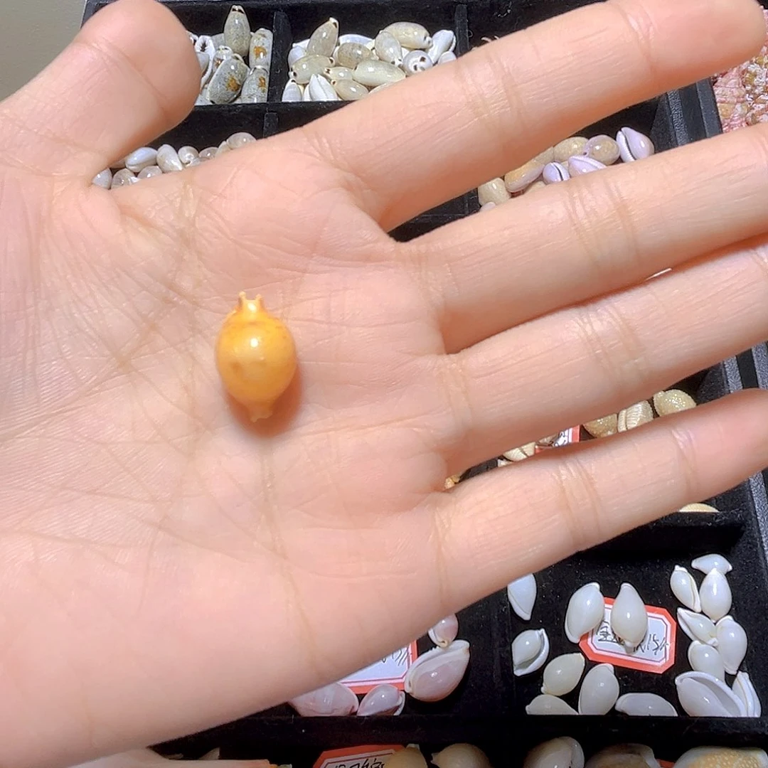大理石磁石丹*天然贝壳海螺批发零售
