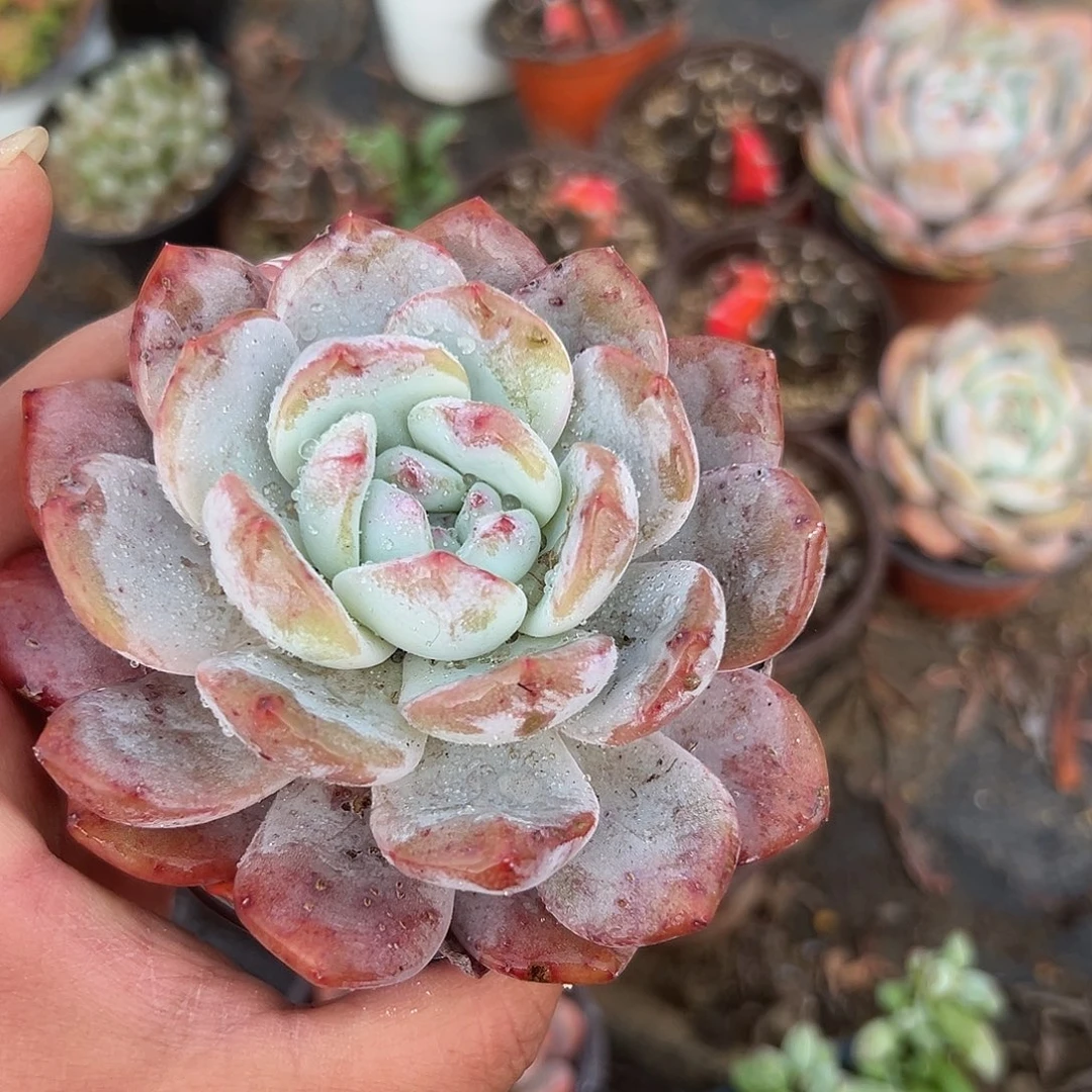 多肉植物多肉植物