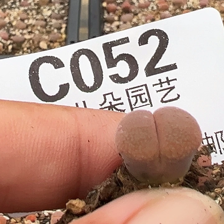 A***达052号吕氏001风铃多肉植物