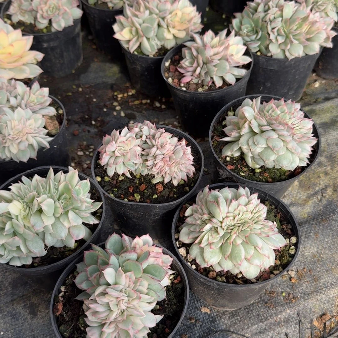 月光女神锦缀一颗24-184