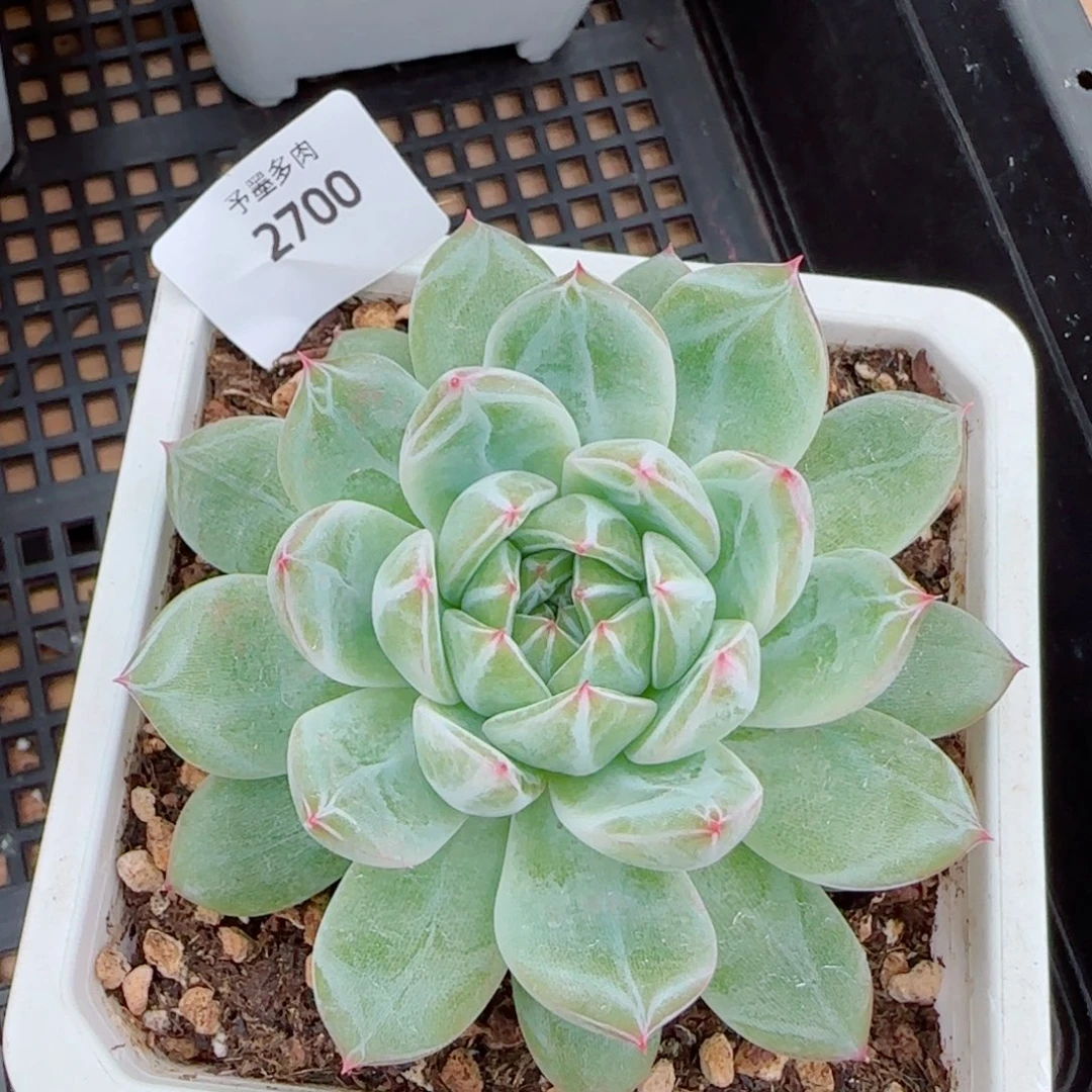 雪花珍妮，2700多肉植物