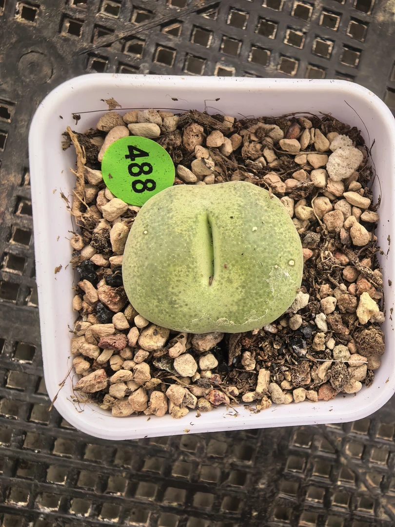 翠光玉2.6CM带盆多肉植物