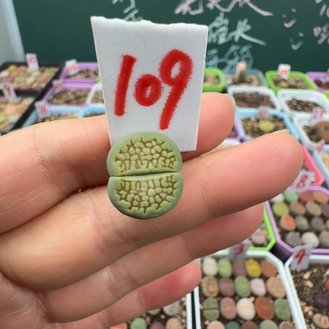 岛田绿巴黎脱土 109