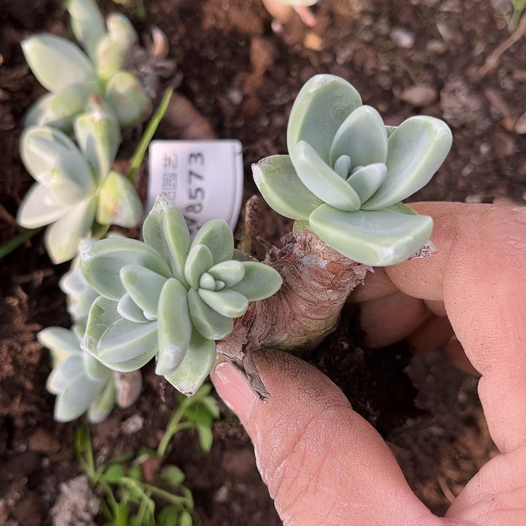 8574泡芙仙女杯多肉