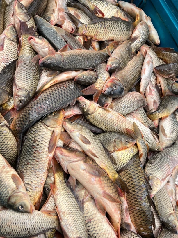 小号鲤鱼8斤顺丰包邮活鱼速冻发货多条（小的）大概20条左右