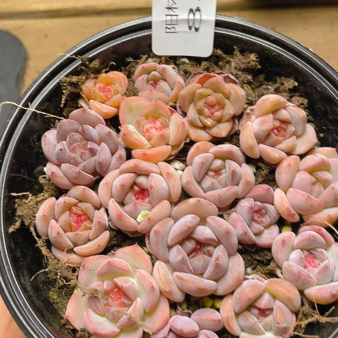 多肉植物多肉植物885
