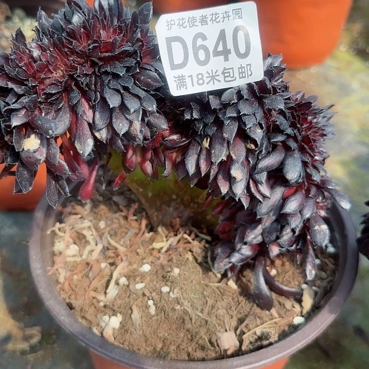多肉法师淘宝福利