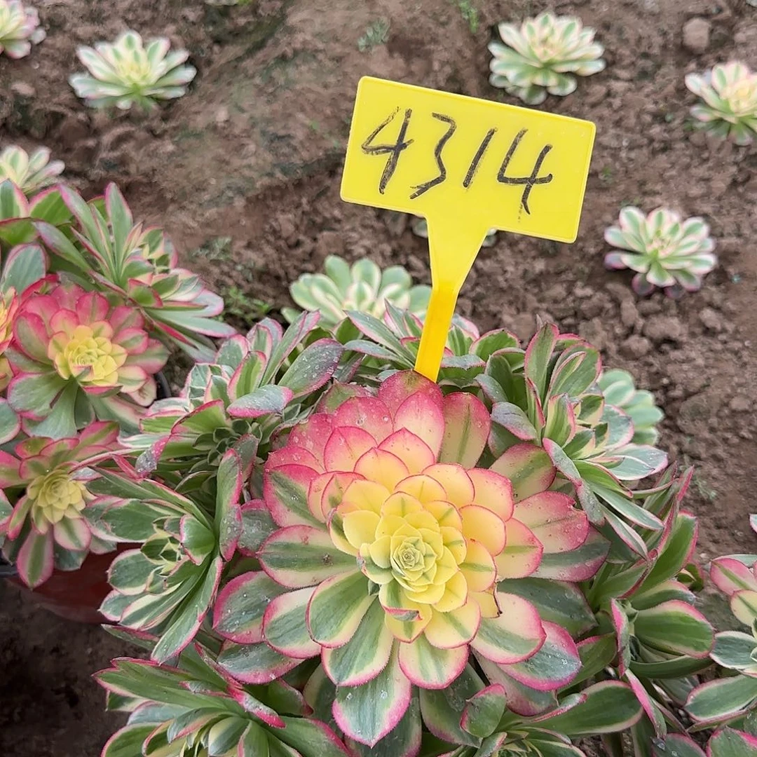 4314--海王多肉植物