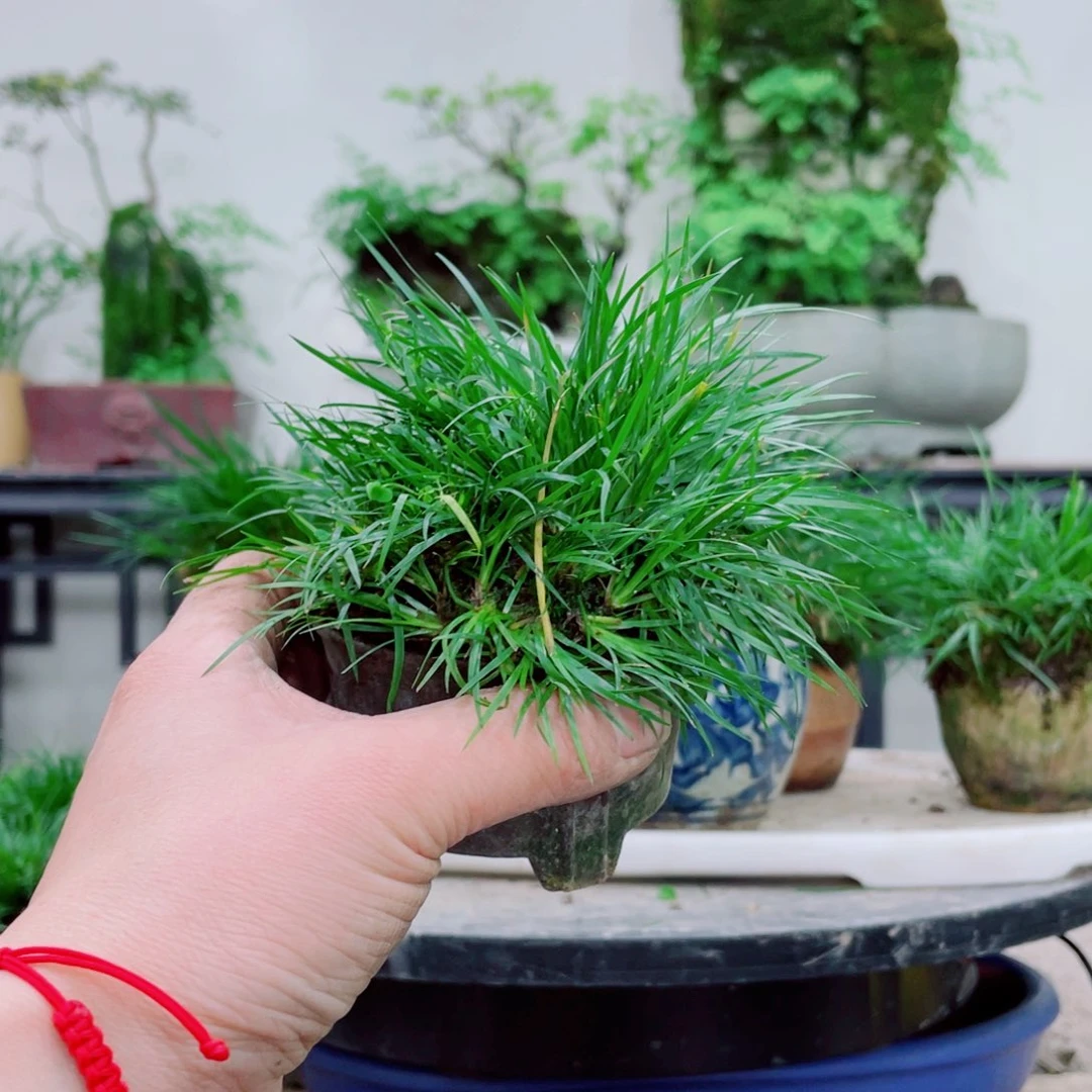 无铅玻璃重***烟铁线蕨铁线蕨铁线蕨