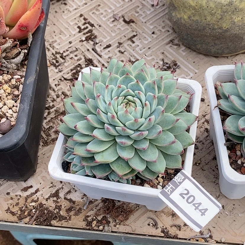 【闪购商品】吉娃娃杂2044