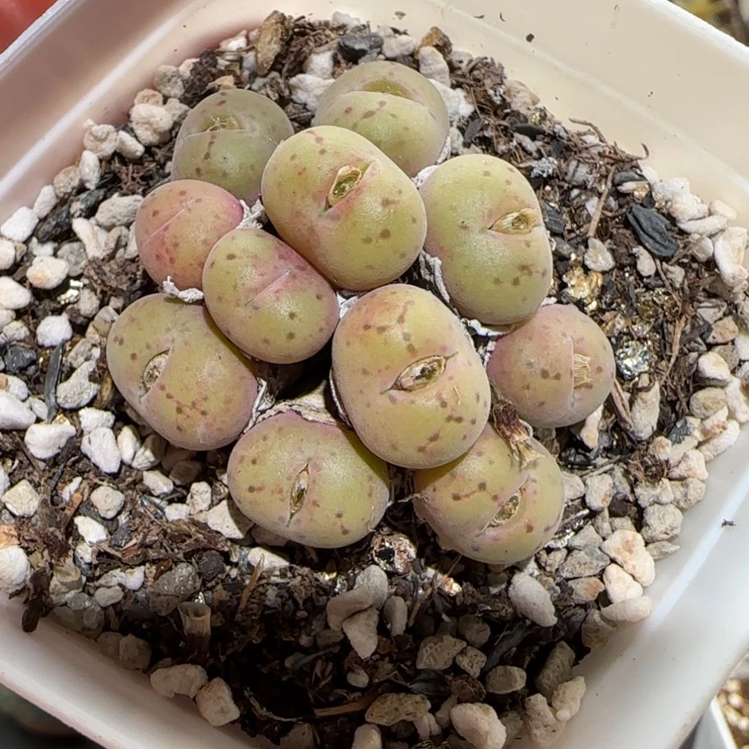 肉锥多肉植物百科-697