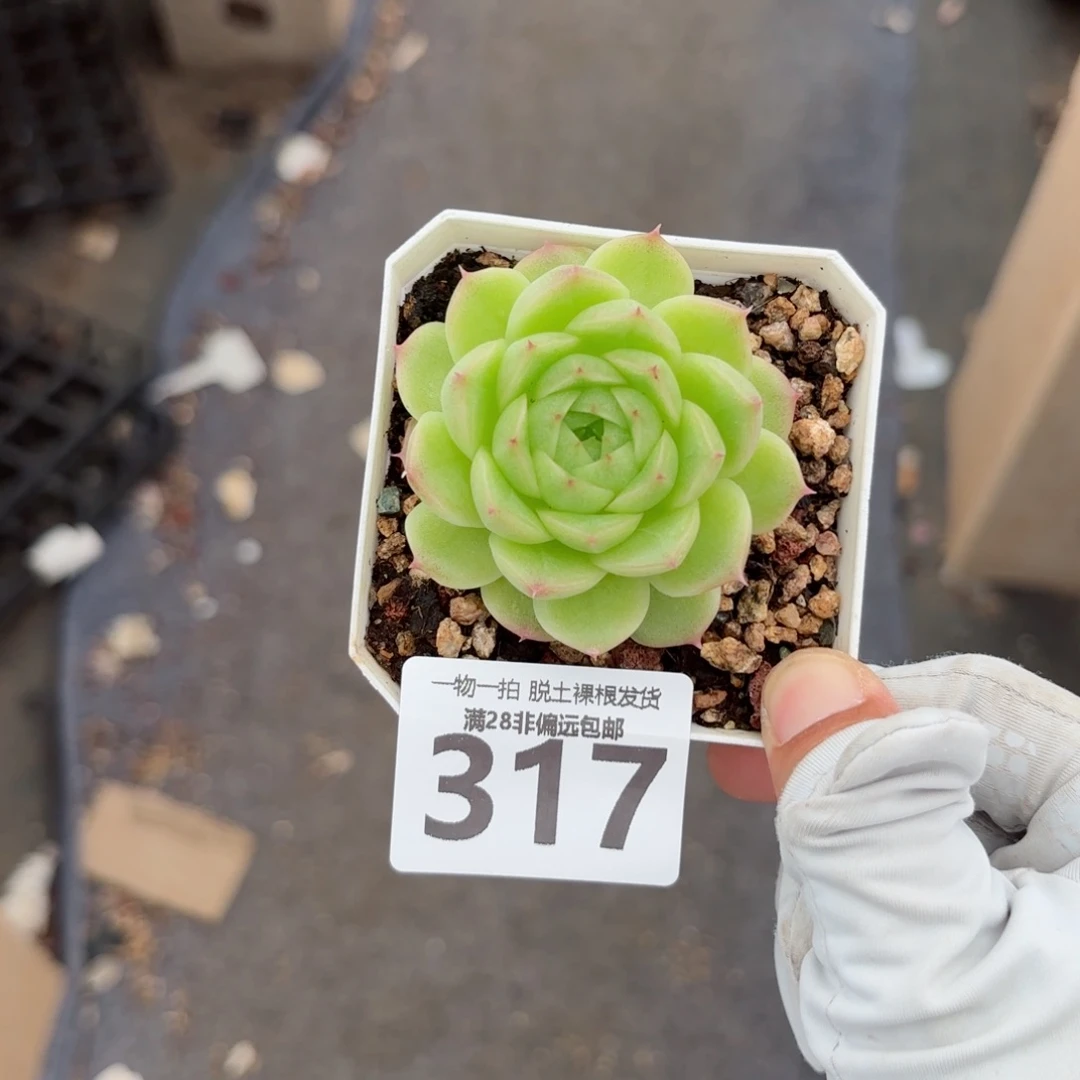 阿祖单头无盆土发货