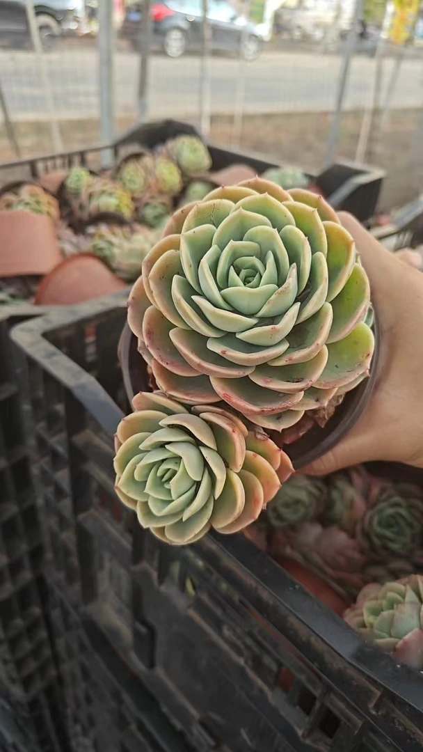 双头哈蜜瓜 多肉植物新手好养（满9.9包邮）