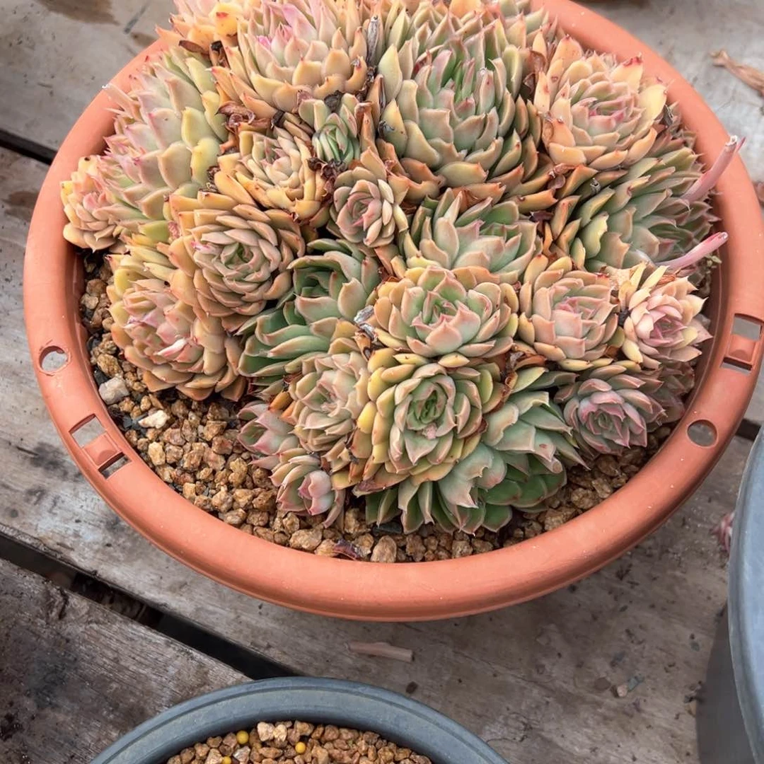 *️****花蝴蝶多肉寄养