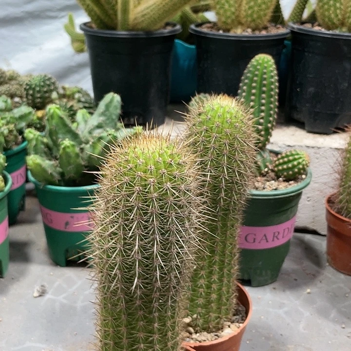 时光金妞超大一杯