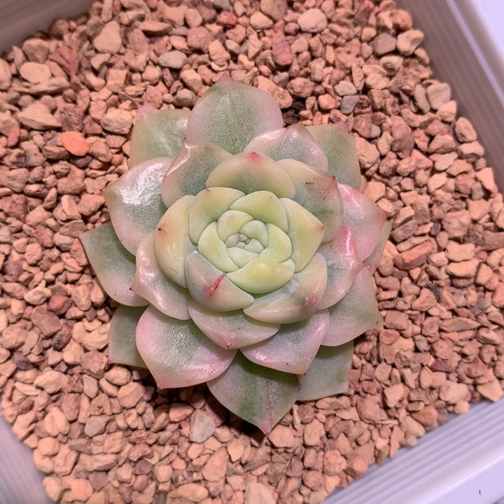 冰魄锦锦腹轮锦锦