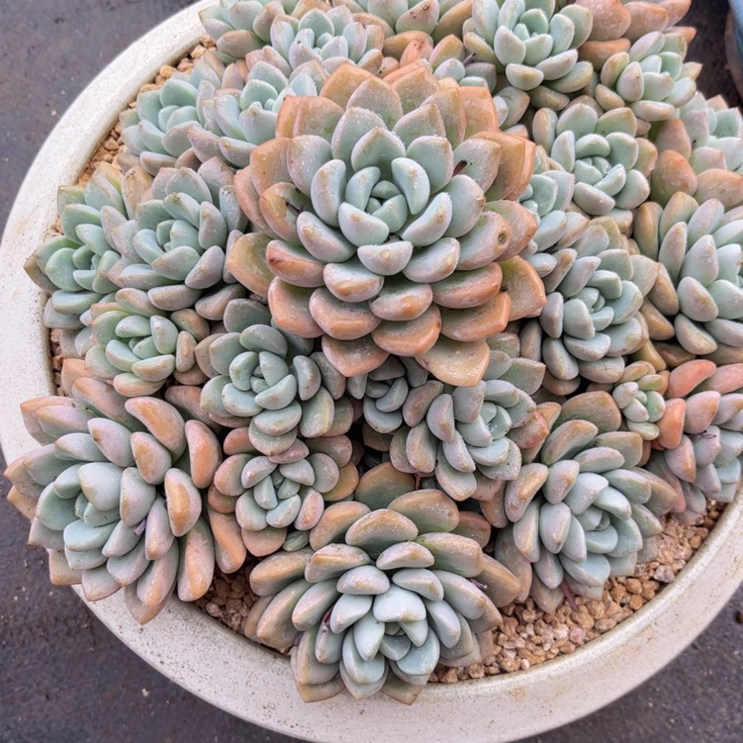 无花朵╃***a友家多肉一物一拍