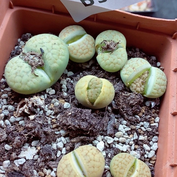 我的小姐姐们都是我的512