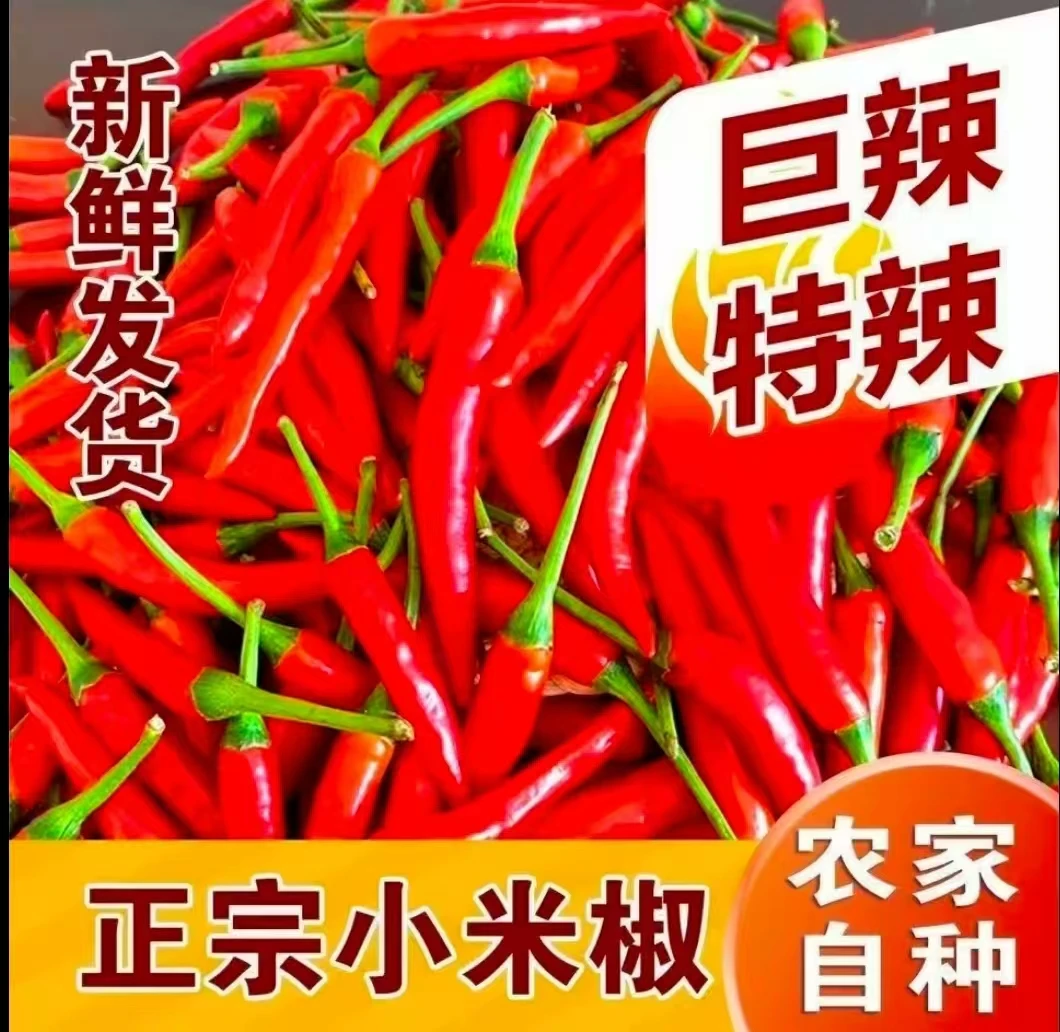 云南新鲜现摘特辣小米辣可用于餐饮调味的优质蔬菜辣椒