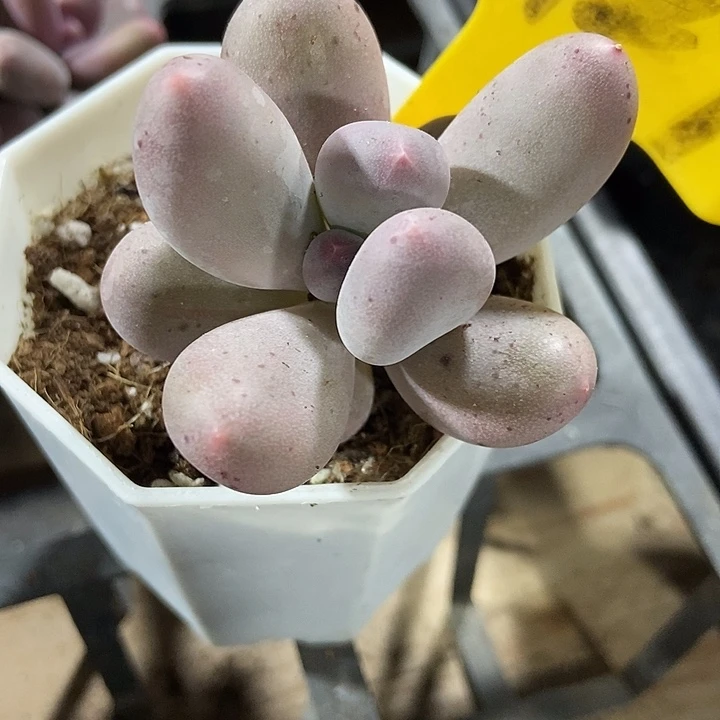 多肉植物米可1929