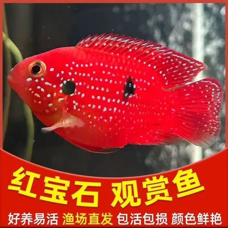 精品血钻红宝石种鱼配对高繁殖皮实奈活适合新手三湖慈鲷