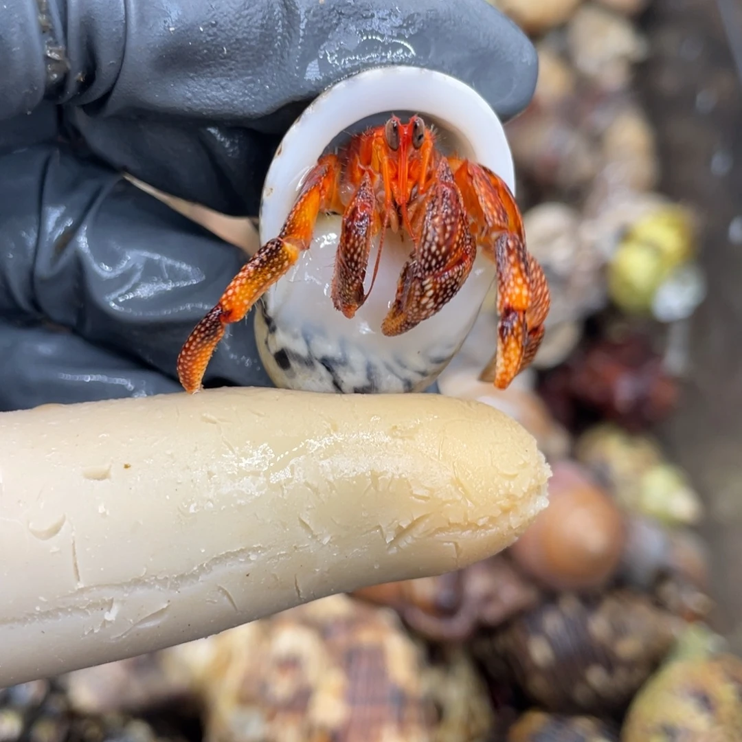 不退不换活体宠物183