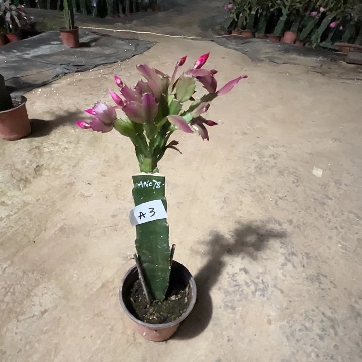 完全开放A3.AN078蟹爪兰