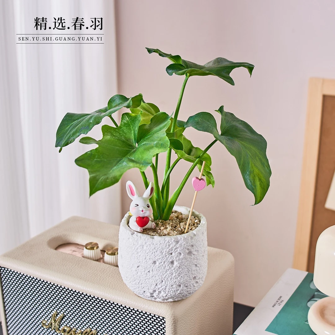 春羽盆栽办公室内客厅桌面植物净化空气好养四季常青绿植送礼礼物