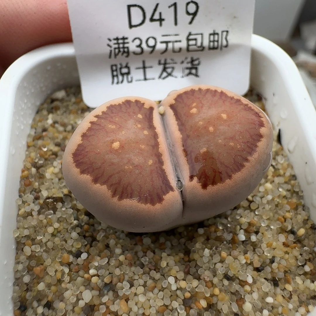泡***芙429多肉哈哈哈哈哈哈哈