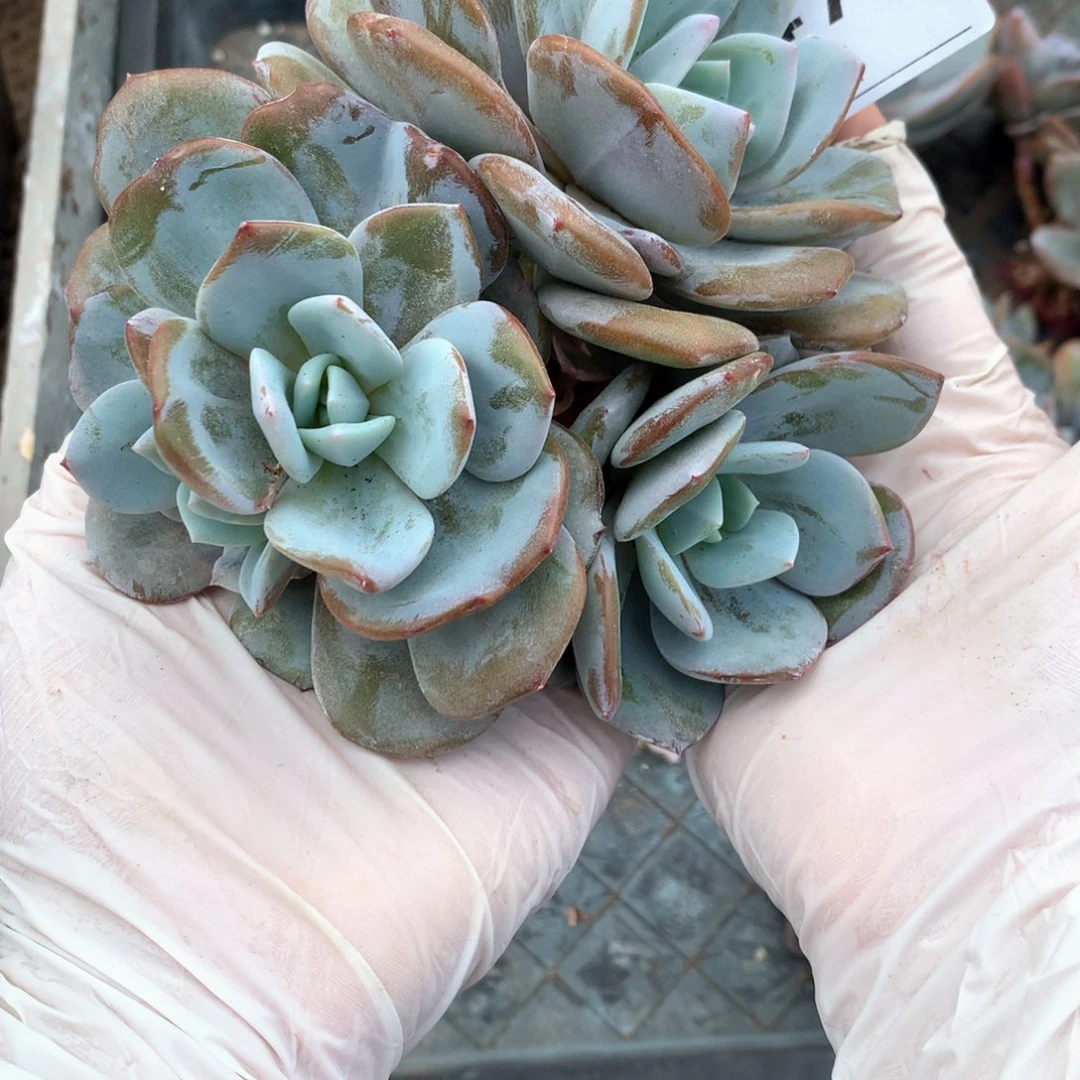 # 473售后范围：签收起7天内不拍冷链不售后。