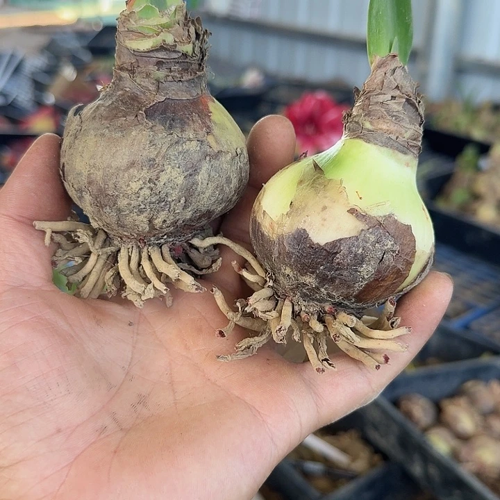 唐妃朱顶红一棵6左右