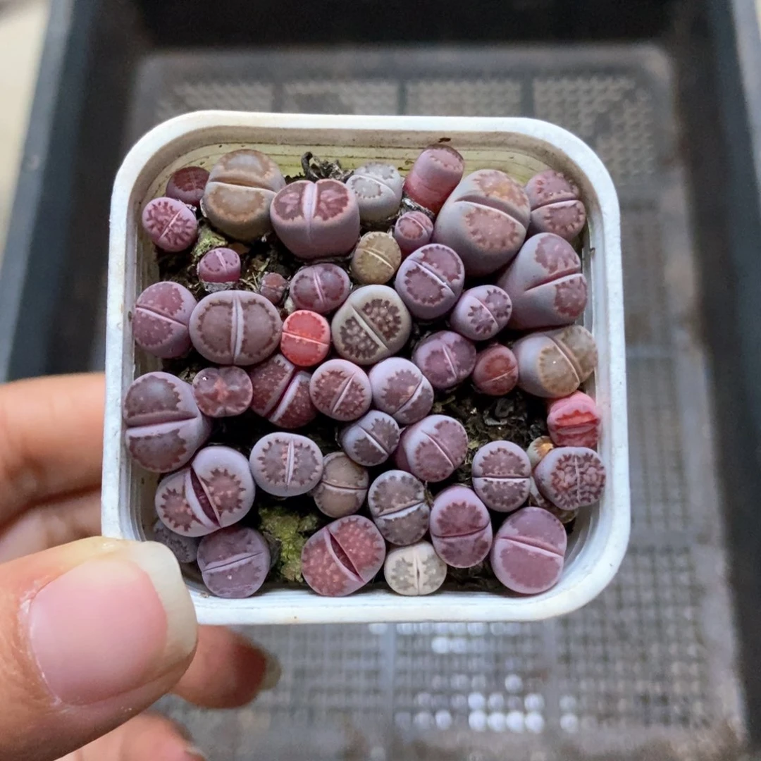 8210一盒紫混瑕疵