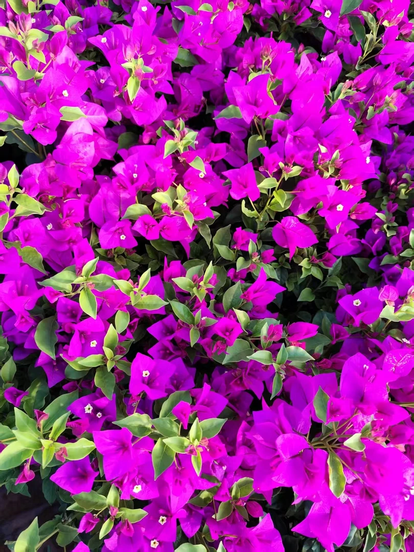 云南紫安格斯棒棒糖大盆盆栽阳台庭院花卉《掉花掉叶正常现象》39.8