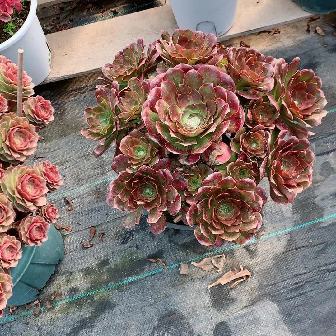 【闪购商品】梦*人魅金玫瑰，多肉