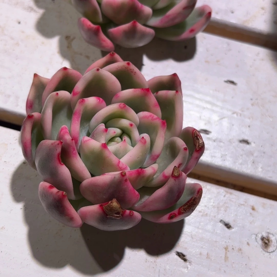 暗夜香槟多肉植物