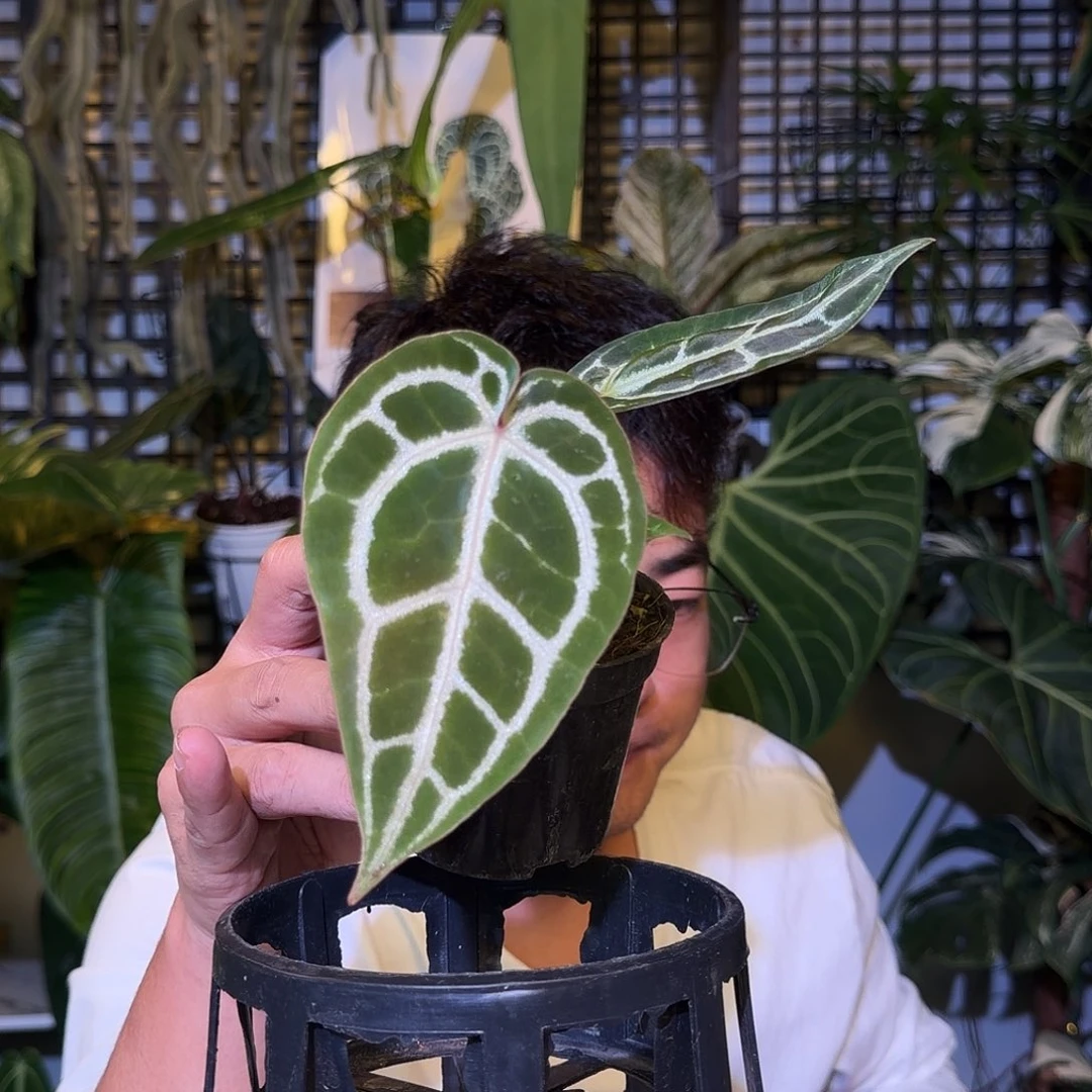 完全开放F247skg红