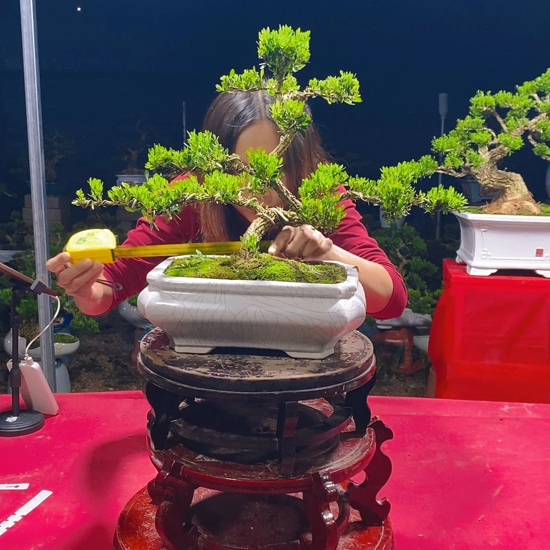 当前无花朵，栽培后可花朵