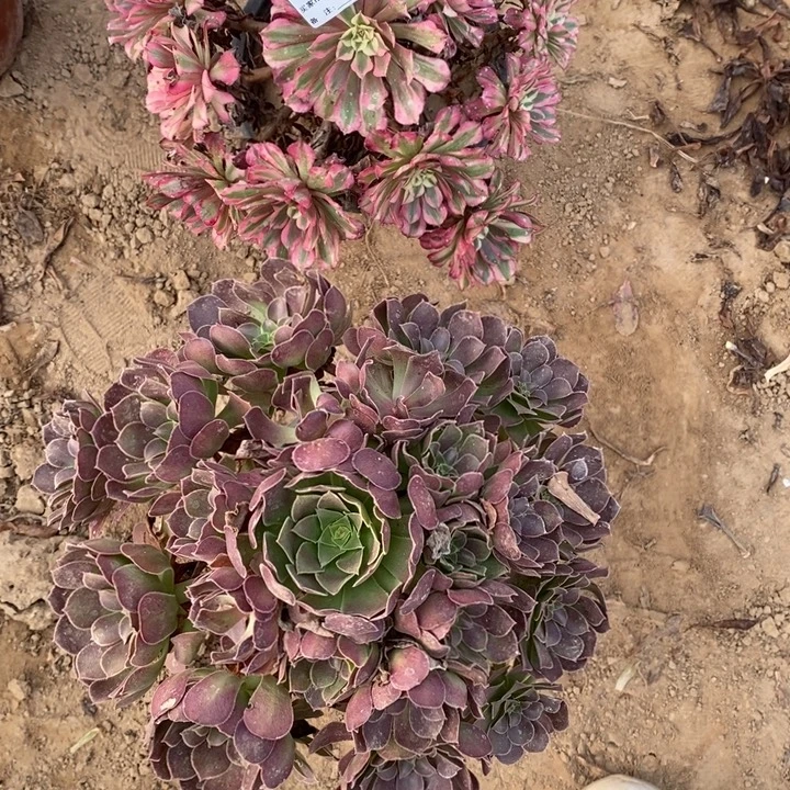 完全开放660组合套餐多肉植物