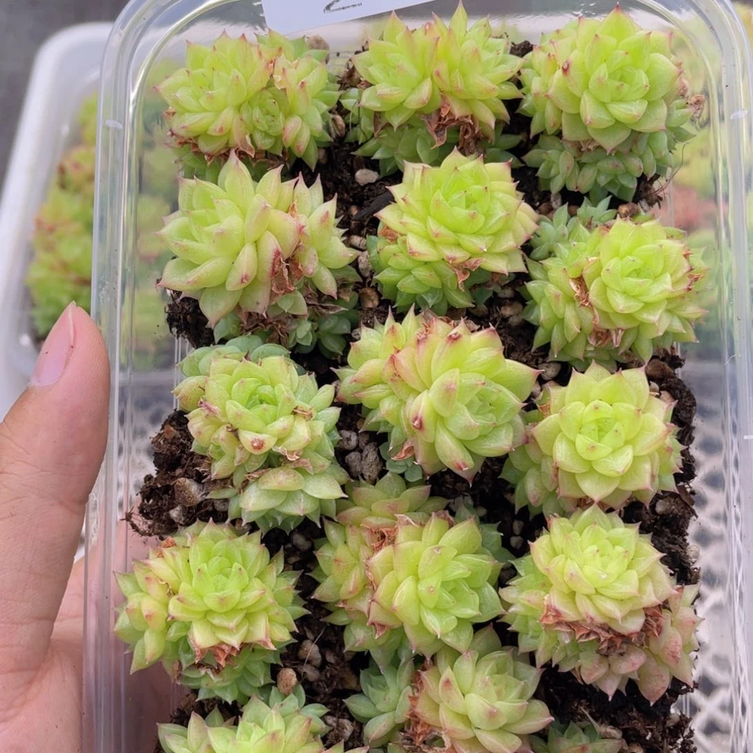云糖心多肉植物246