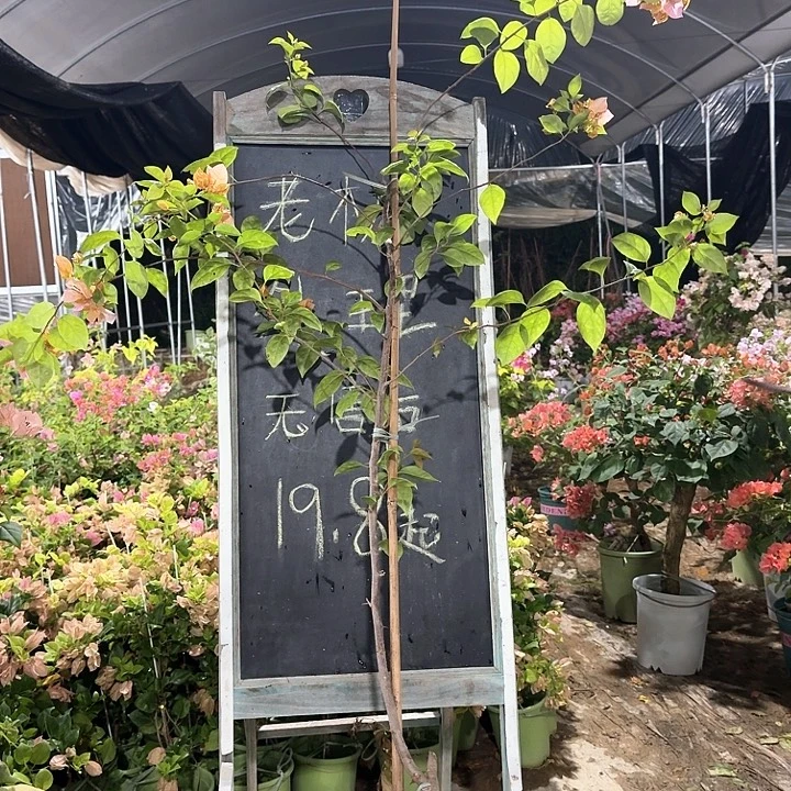 无花朵三角梅三角梅197