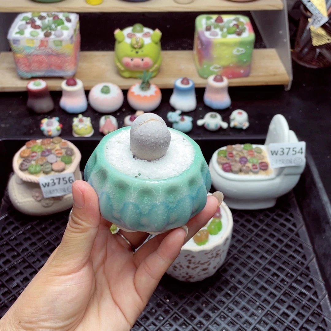 w3758 带盆土发货一物一拍