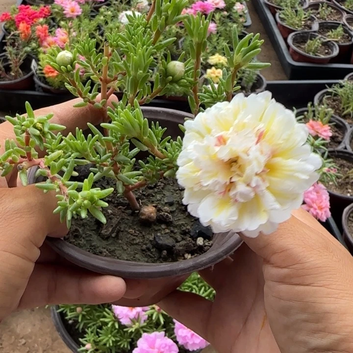 当前无花朵，栽培后可花朵量拍月光超小苗盆口10cm